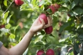 SAVE THE DATE : Jeudi 29 novembre - Retour sur 20 ans d'histoire pour les fruits et légumes bio en Pays de la Loire par Bio Loire Océan au Solilab